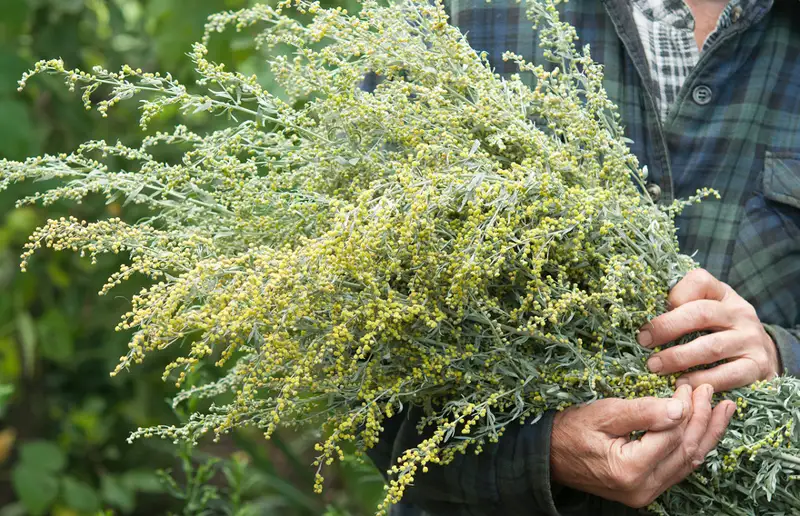 Қарағандыда жусаннан коронавируске қарсы дәрі әзірленіп жатыр