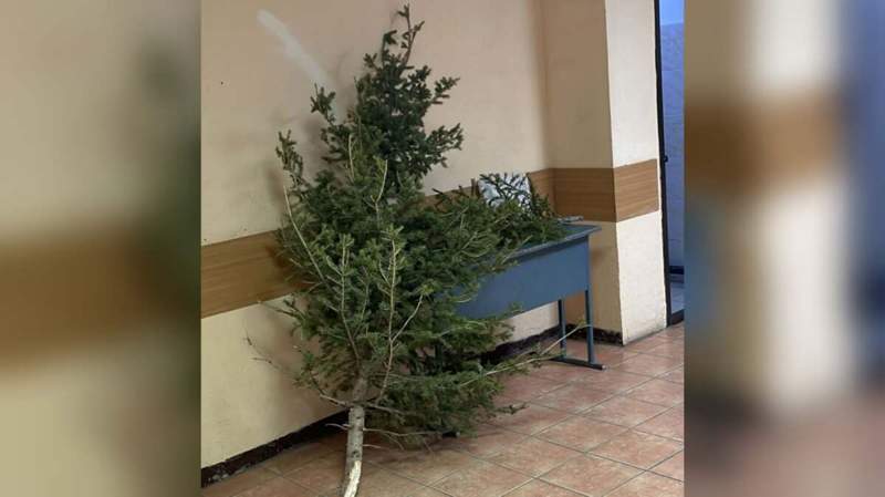 Қарағандыда мәңгілік алау маңынан шыршаларды кескен күдікті ұсталды 