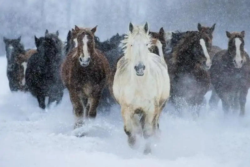 Олимпиада жүлдегерінің жылқыларын кім ұрлады?