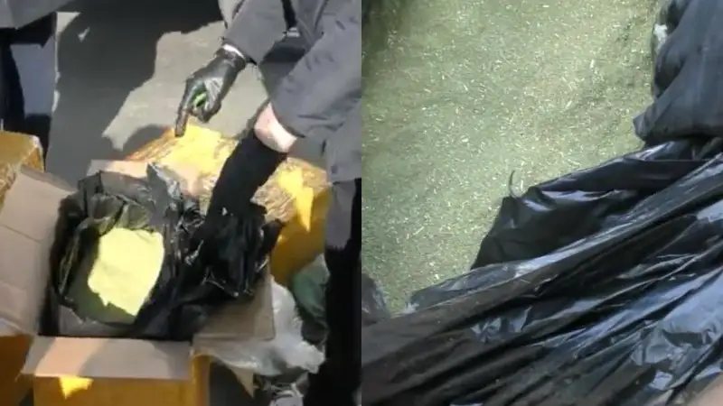 Жамбыл облысының екі тұрғынынан 151 келі гашиш тәркіленді 