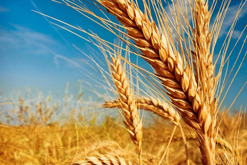 Қазақстанның тоғыз өңірінде астық жинау науқаны басталды