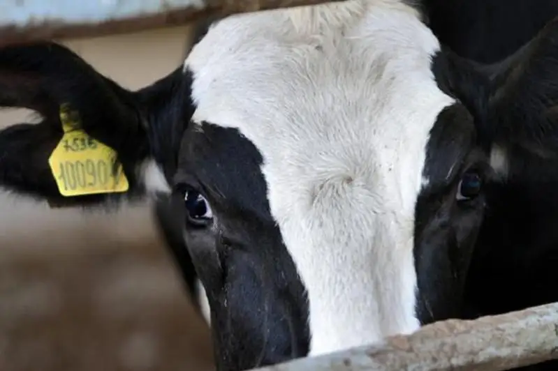 Зайсанда мал қырылып жатыр