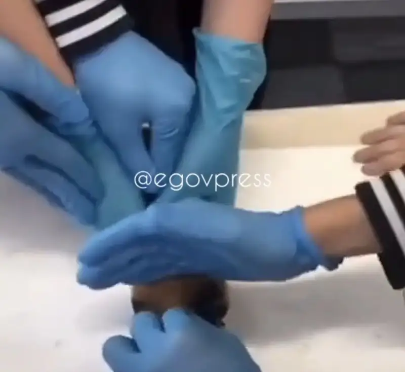 Алматылық мұғалімнің оқушылармен бірге жануарды өлтіріп, бөлшектеп жатқан видеосы тарады