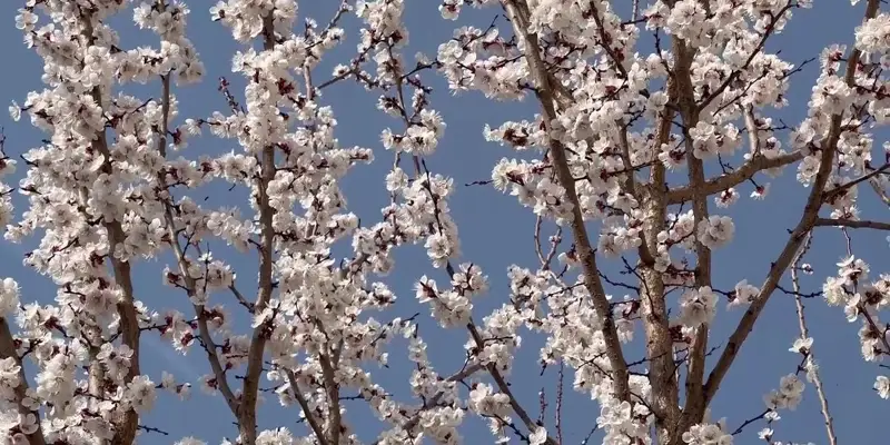Шымкентте өрік гүлдей бастады