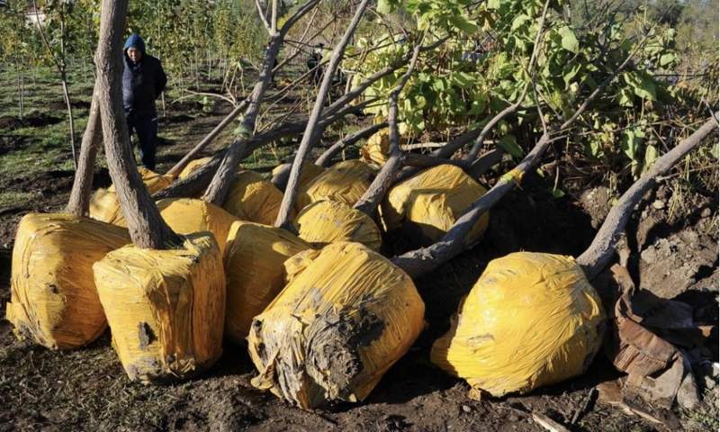 Алматылықтар «Жасыл аула» акциясы аясында 1700 көшет алды