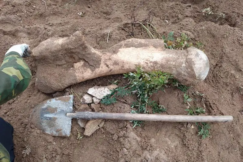 Елімізде мамонттың сүйегі табылды 