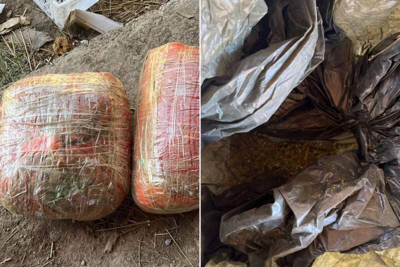 Шымкент тұрғыны қарасора өсіріп, қорасында марихуана салынған қаптарды сақтаған  