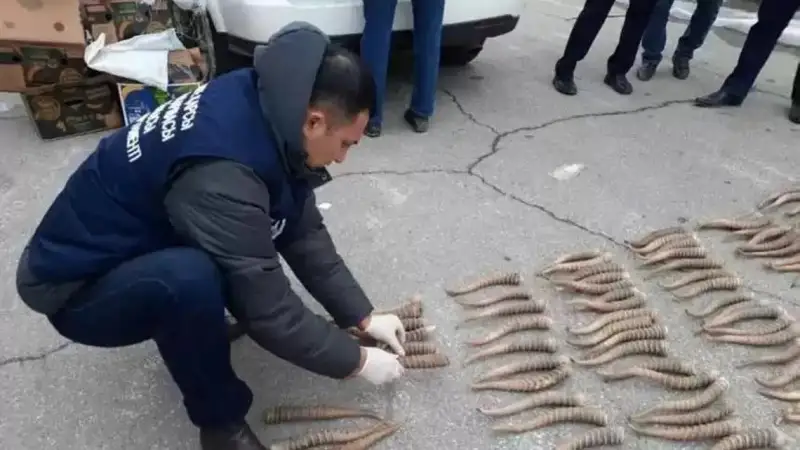 Атырау тұрғынынан киік мүйіздері мен аңшы мылтығы тәркіленді