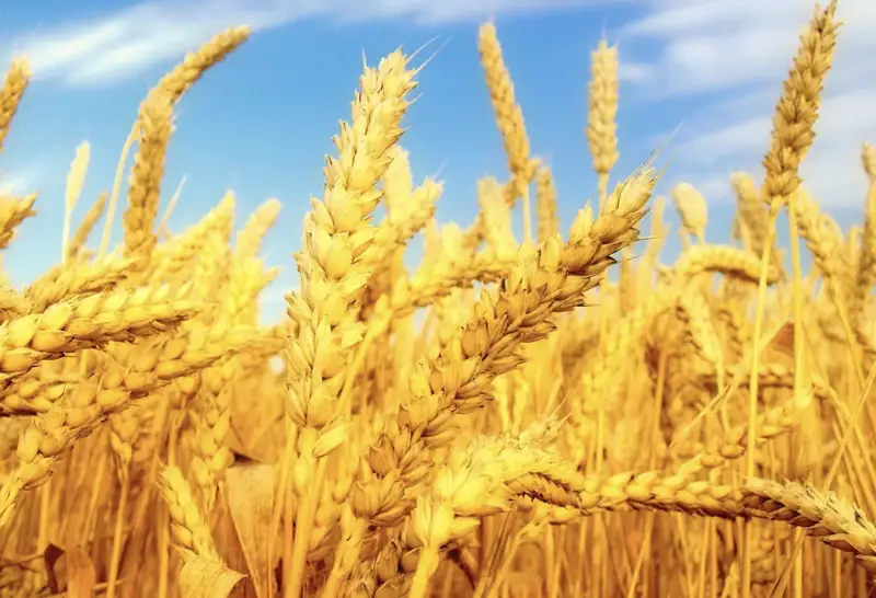 Әлемде астық өндірісі рекордтық деңгейге жетеді