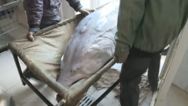 Атырауда алып балық ауға түсті