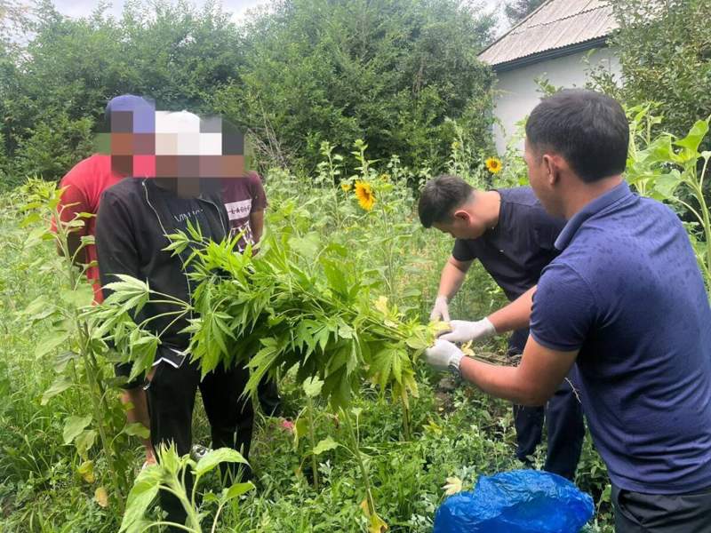 Жетісу облысының тұрғыны үйінде марихуана өсірген  