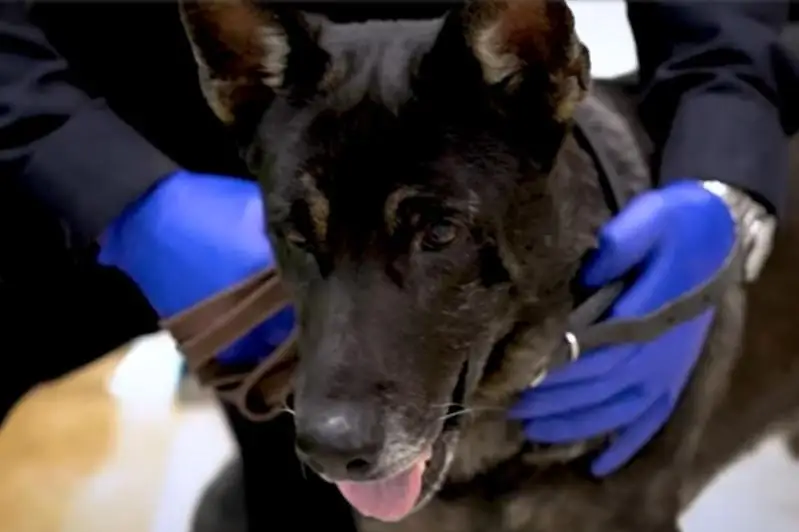 Иіс сезгіш иттер вирус жұқтырғандарды анықтай алады