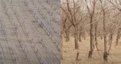 «Шенеуніктер ақшаны желге шашқан ба?»: Жамбыл облысында 108 гектар аумаққа егілген мыңдаған талдар қурап кеткен