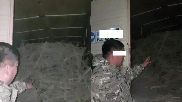 Сексеуілді заңсыз кескендер ұсталды