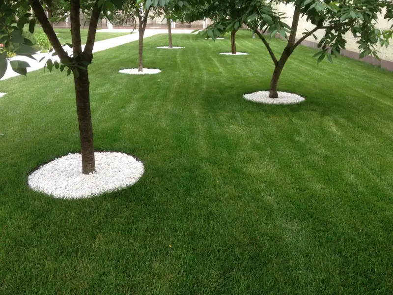 Атырауда жыл сайын 100 мың көшет отырғызылады