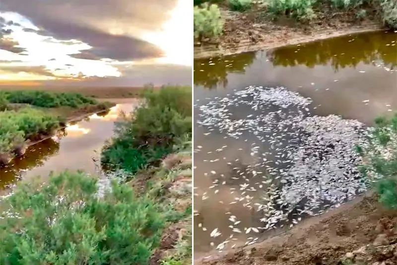 Ноғайты өзенінде балық қырылды