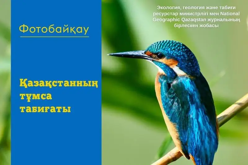 «Қазақстанның тұмса табиғаты» атты фотобайқау өтеді