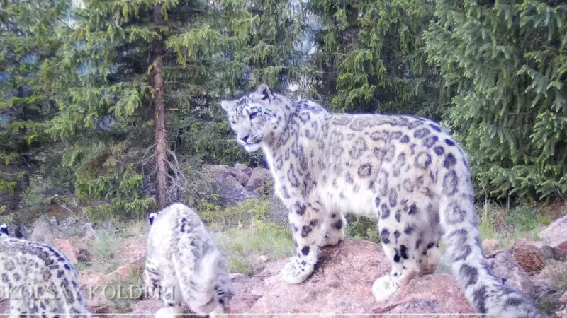 Қар барыстары фотоқақпанға түсті