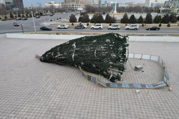 Ақтауда орталық алаңдағы бас шырша құлады  