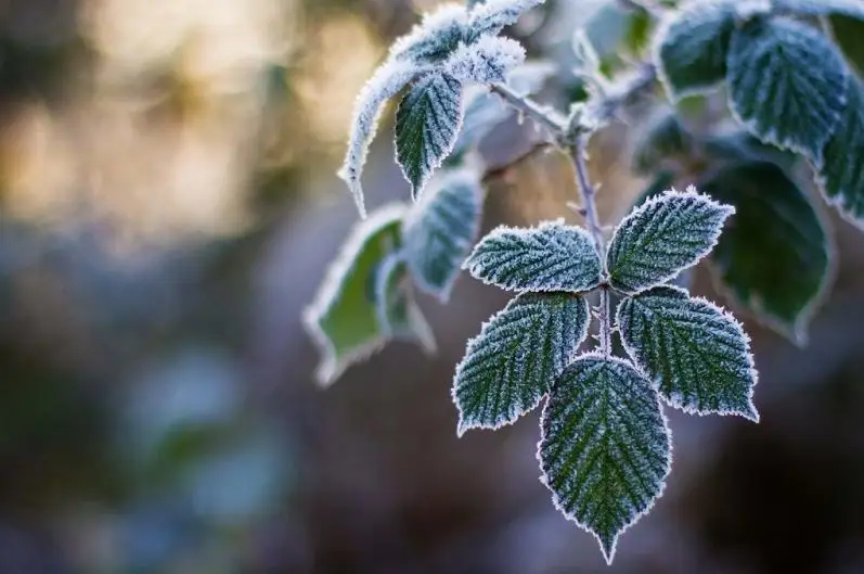 Төрт облыста үсік жүреді