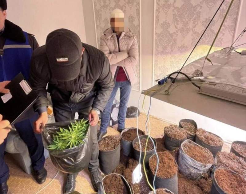 Маңғыстаулық екі тұрғын үйлерінде есірткі өсірген