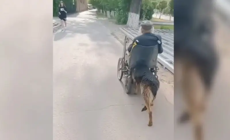 Арбадан құлап қалған қожайынын қорғаған Хатиконың әрекеті көпшілікті тәнті етті