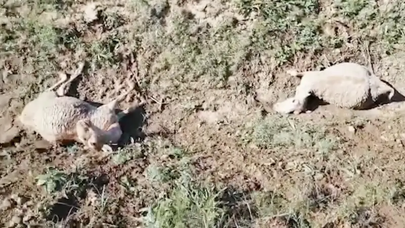 «Киіктерді тірідей көмген». Әлеуметтік желіде жантүршігерлік видео талқыға түсті