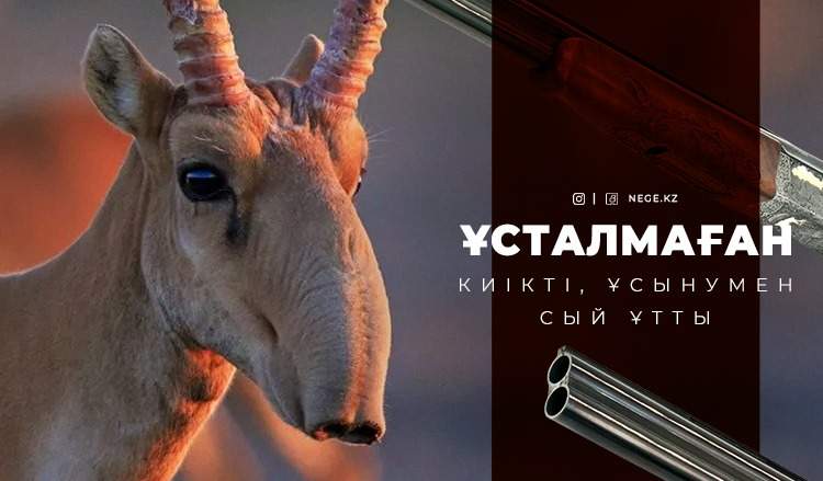 «ТҮНДЕ АТАМЫЗ» – Министр киіктердің санын реттеуге қатысты жауап берді