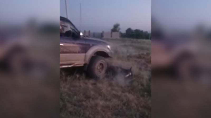 Алматы облысында жылқыны қасақана басқан кінәлі жазаға тартылмайды