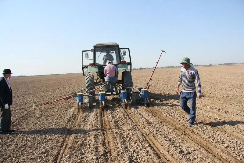 Мақтааралда 38 мың гектар жерге мақта егіледі