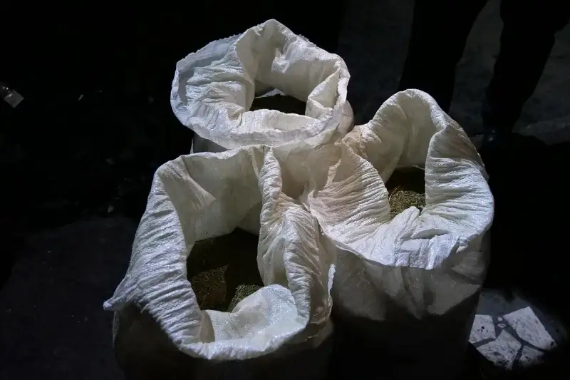 59 келі марихуана тәркіленді