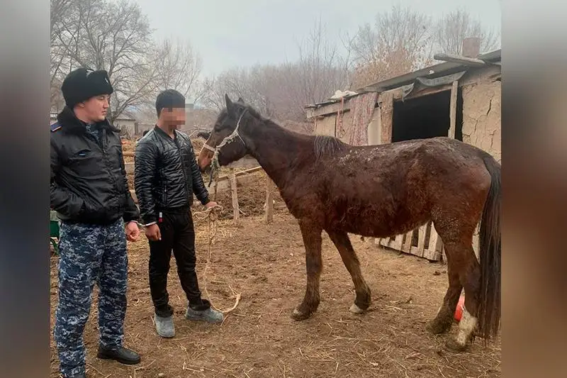 37 жылқы ұрлаған қылмыстық топ ұсталды     