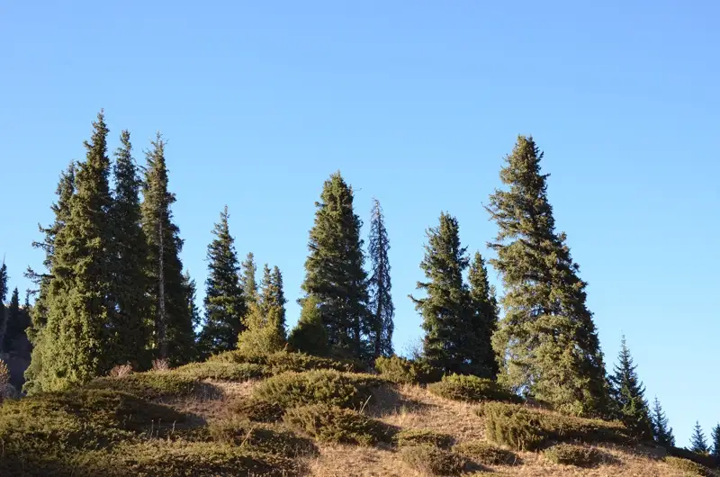 Жаңа жылдағы демалыс. Үлкен Алматы шатқалы