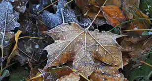 Қазгидромет: Қазақстанның екі облысында үсік жүреді