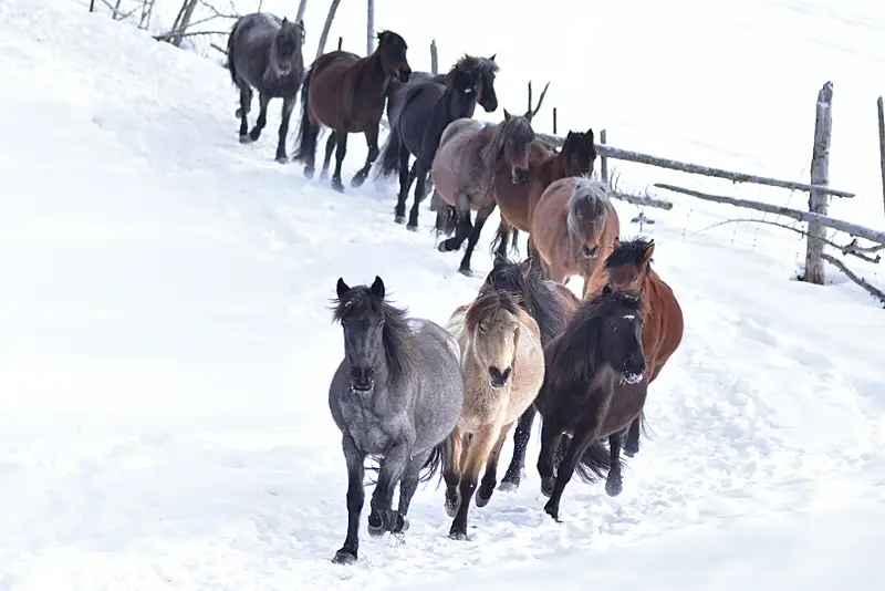 Қазақстанда жылқы көбейді