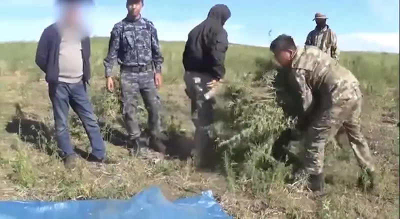 Шөп шапқаны үшін қамауға алынды