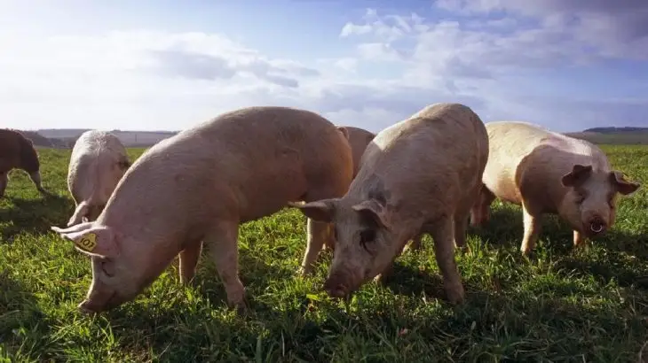 Шошқа субсидиясы көрші елдер нарығында бар 