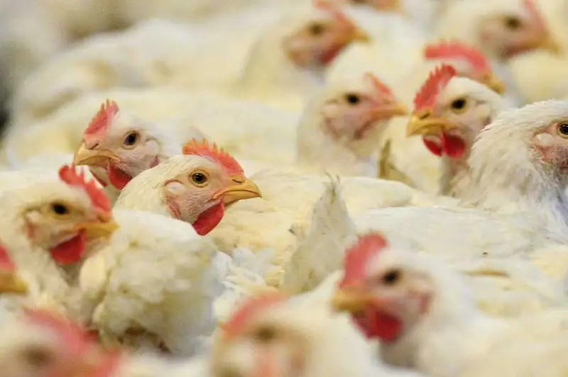 Құс фабрикасы жұмысын тоқтатты