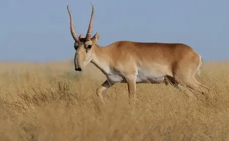 Елімізде киікті ғылыми мақсатта аулауға рұқсат беріледі