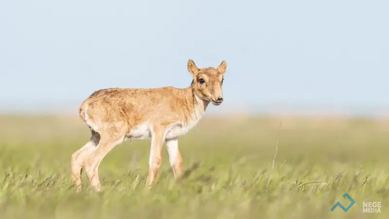 Үй қызметкерімен ыстық секс