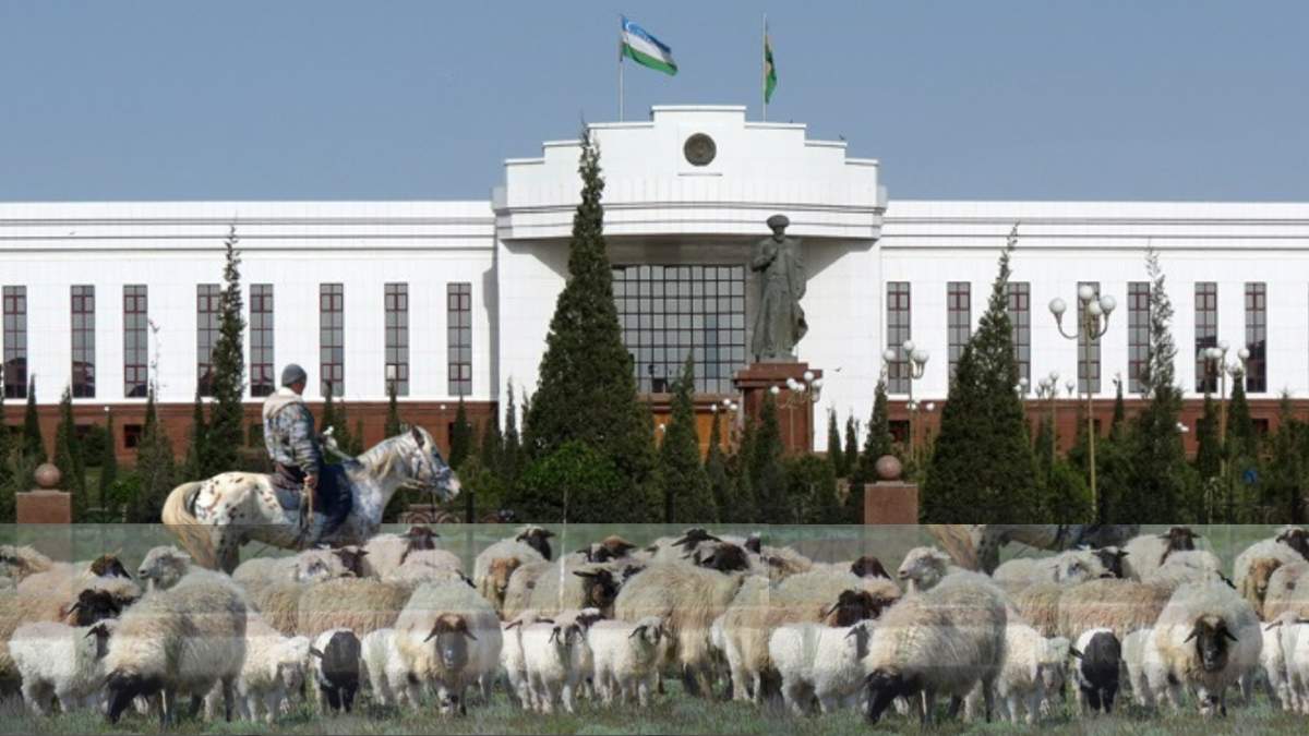 Шопандар әкімдік алдында қой бағып жүр