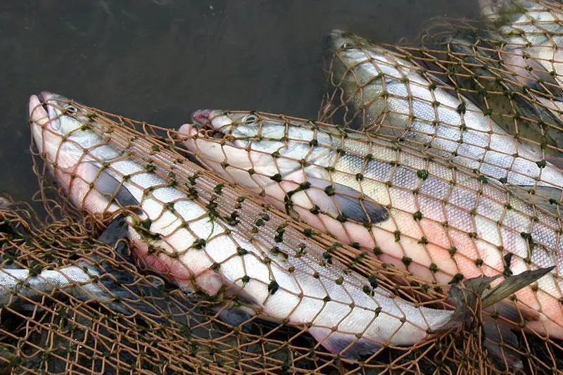 Заңсыз ауланған 14 тонна балық тәркіленді