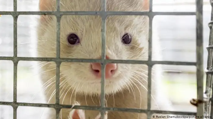 Жануарларға арналған коронавирус вакцинасы әзірленіп жатыр