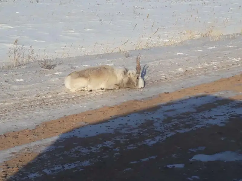 Киіктерге қамқорлық керек