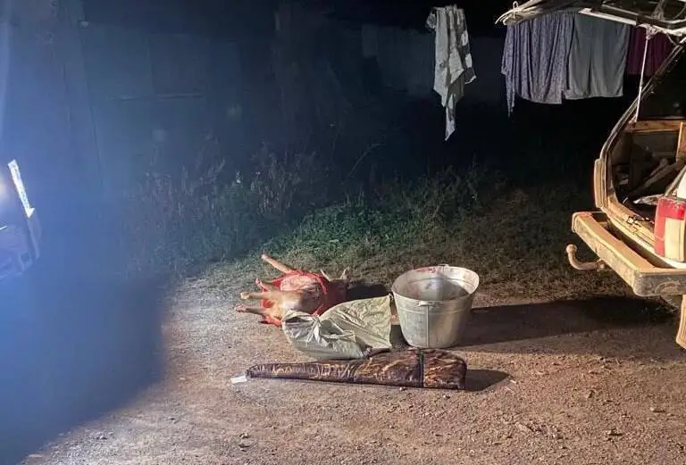 Жетісу облысында елік атқан браконьер ұсталды