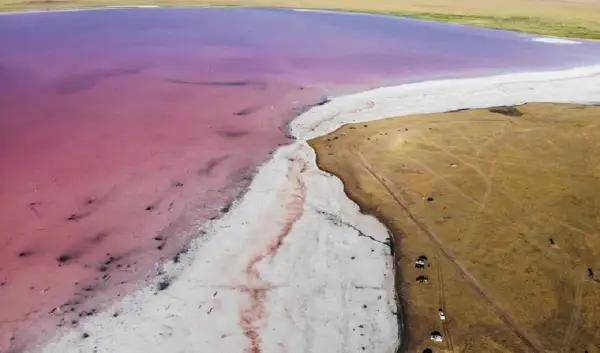 Көбейтұз көлінен улы заттар табылды