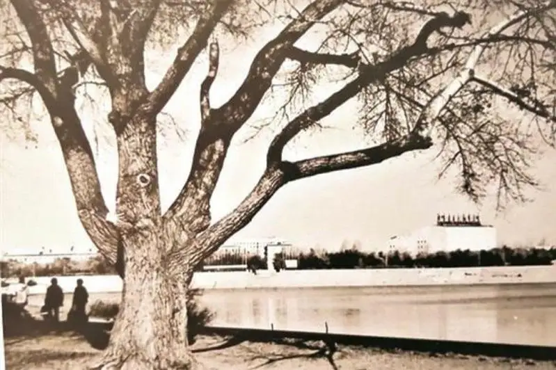 Экология министрі көне терек жайлы пост жазды