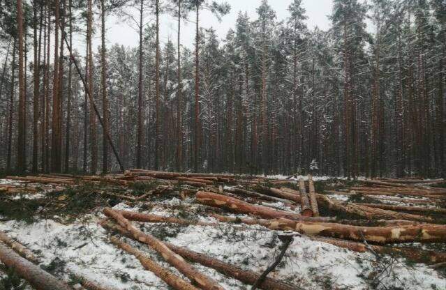 Павлодар облысында қарағайды заңсыз кескен азамат ұсталды