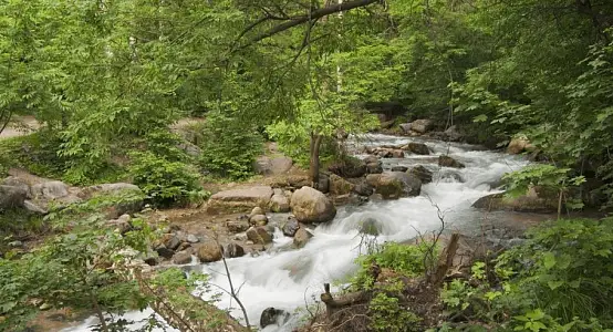 Ұлттық парк орманының бір бөлігі су тарту құрылысын салуға берілді 