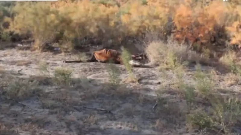 Қызылордада жылқылар қырылып жатыр